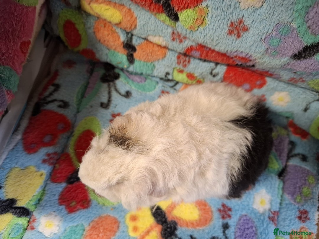 Guinea Pig rodents for sale: Baby Boars Different Breeds Available  - Image 13