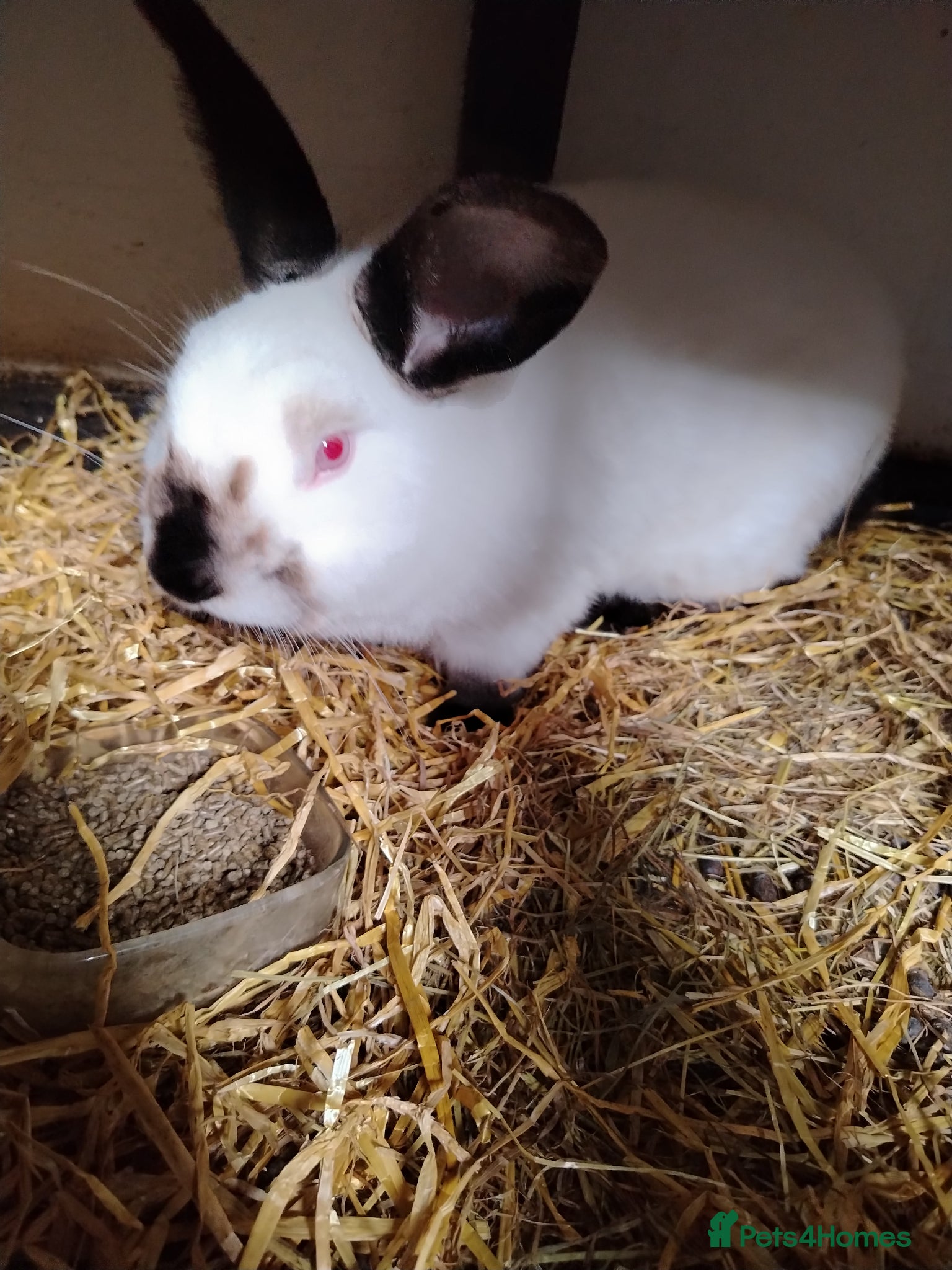 Californian rabbits for sale: Californian White Buck Kits - READY 18TH JUNE - Advert 13