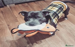 Staffordshire Bull Terrier dogs for stud: BLUE Proven 50+ litters, natural and artificial  in Erith - Image 21