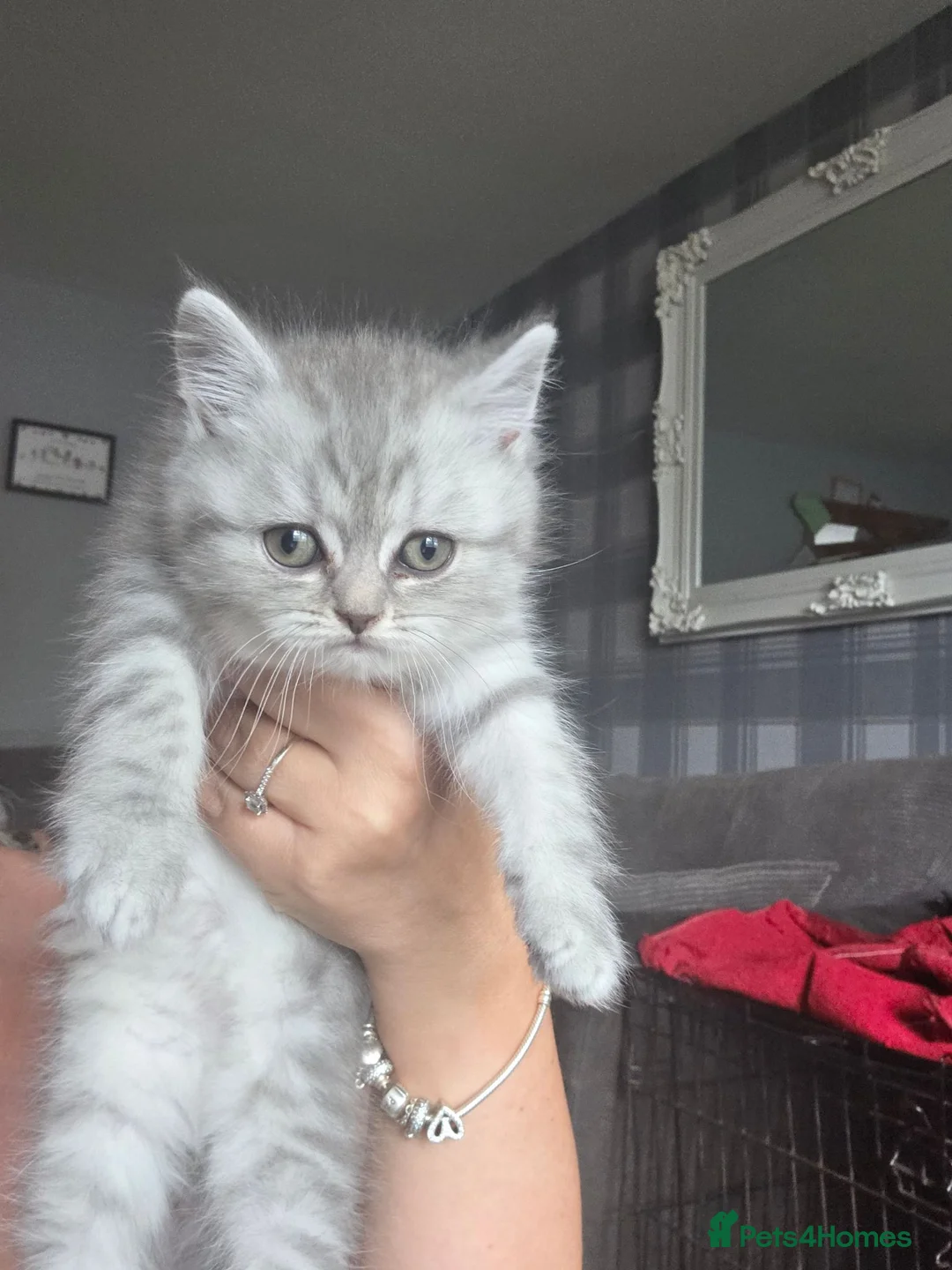 British Shorthair cats for sale: 2 male British short hair kittens  in Lisburn - Advert 1