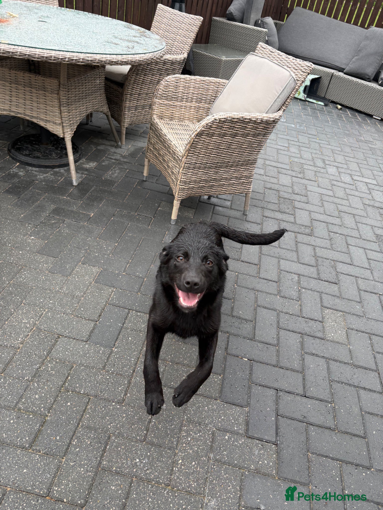 Sprollie dogs 7 month old sprollie - Advert 17