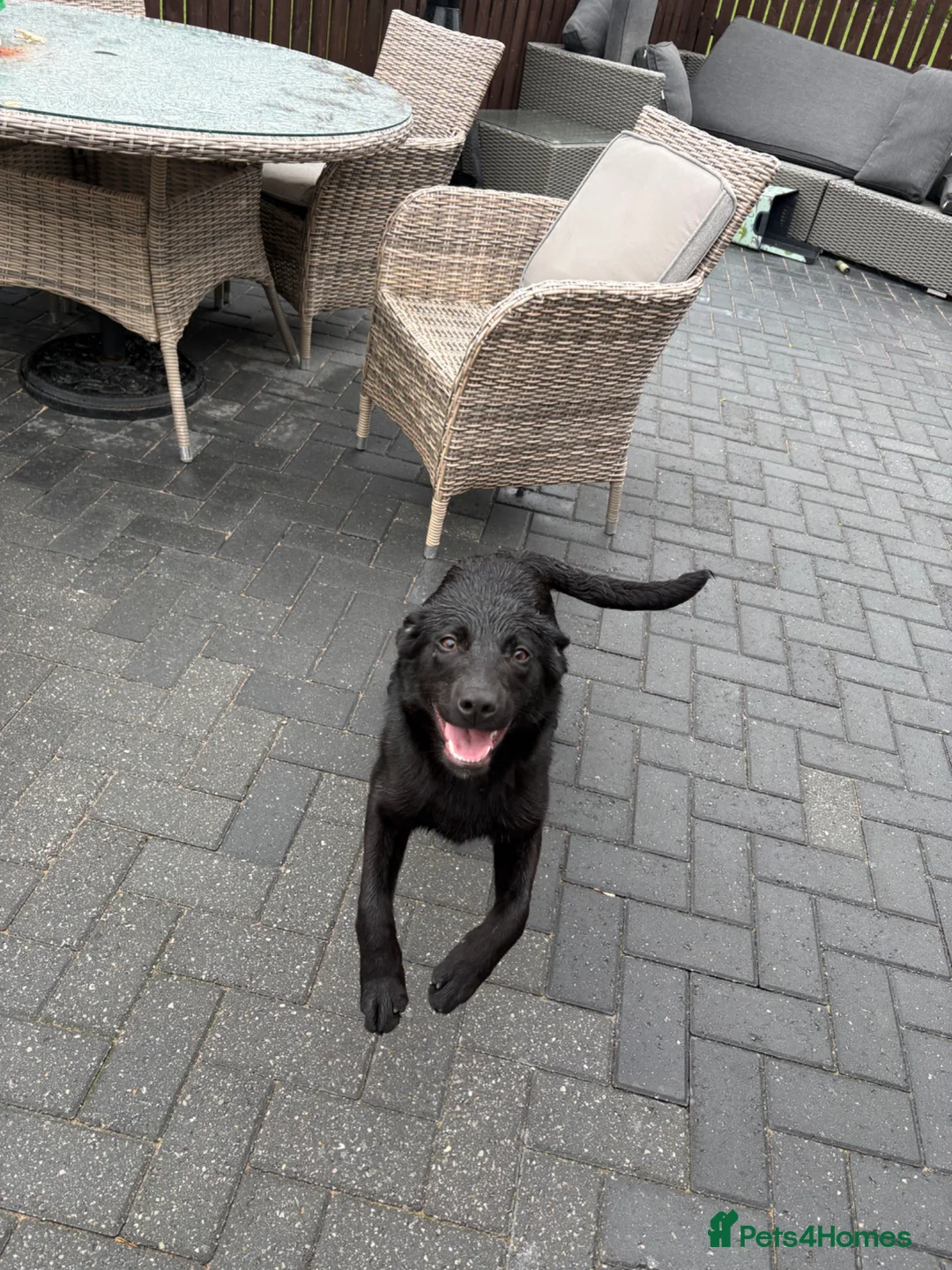 Sprollie dogs for sale: 7 month old sprollie - Advert 1