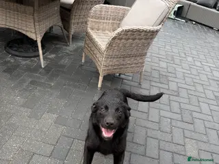 Sprollie dogs 7 month old sprollie - Advert 17