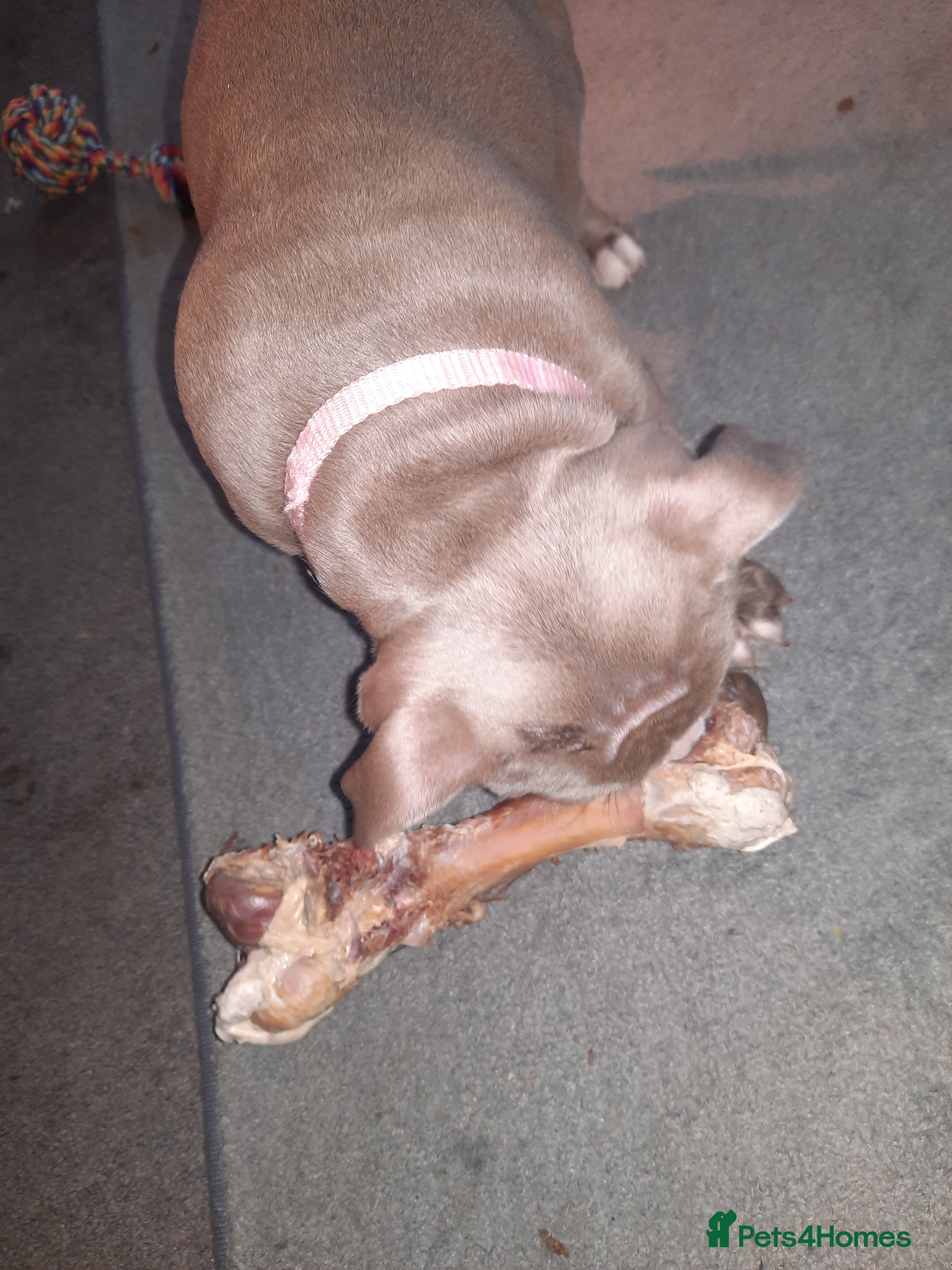 American Bully dogs for sale: Abkc reg platinum/champion pocket bullies - Advert 4