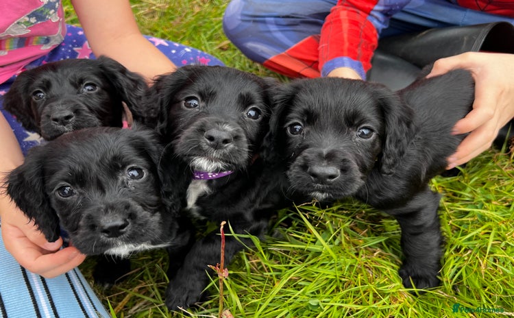 Cocker Spaniel dogs in Ty Croes - Advert 4