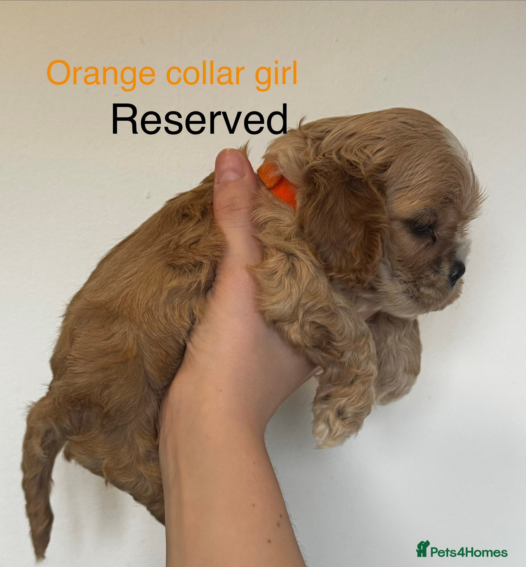 American Cocker Spaniel dogs 🐾KC, Health tested American cocker spaniels🐾 - Advert 2