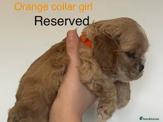 American Cocker Spaniel dogs 🐾KC, Health tested American cocker spaniels🐾 - Advert 2