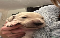 Golden Retriever dogs for sale: One girl left - Image 8