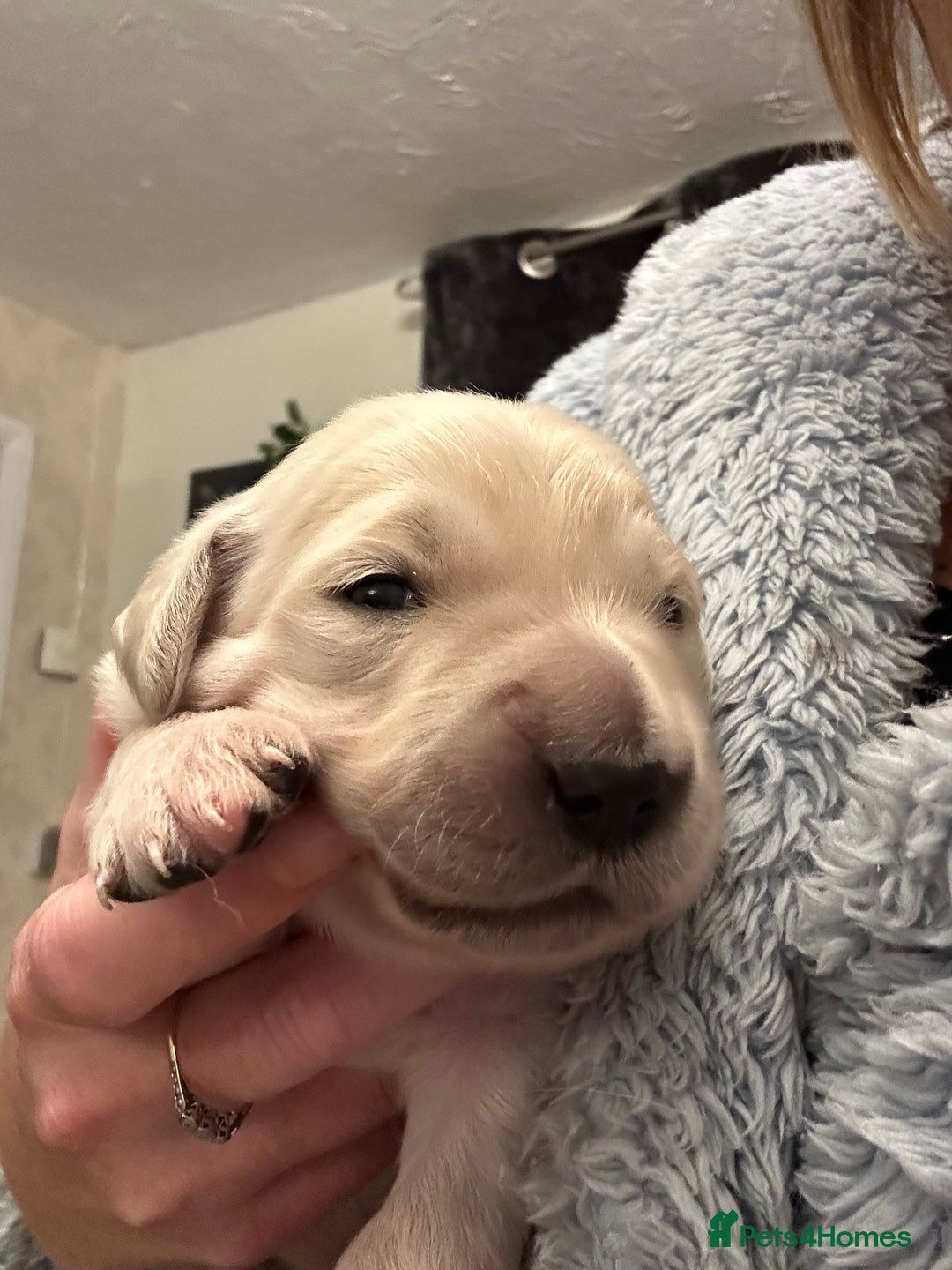 Golden Retriever dogs for sale: One girl left - Image 8