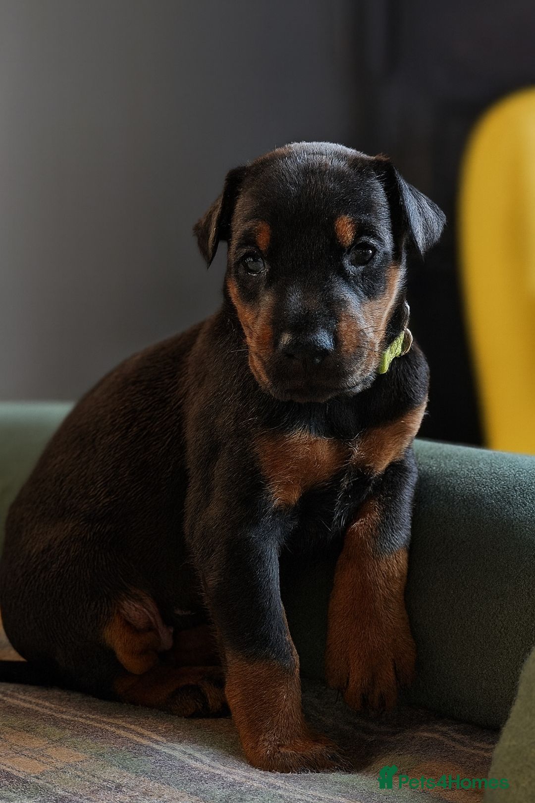 Dobermann dogs for sale: 🐾 Dobermann puppies/KC reg🐾 Top Pedigree - Advert 19