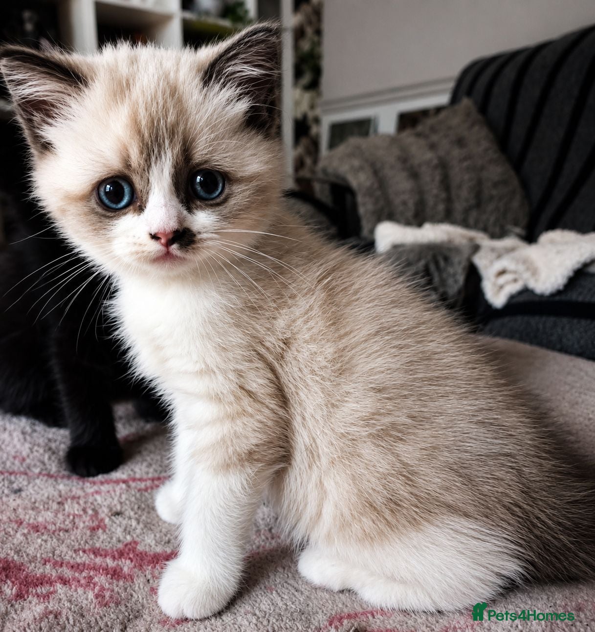 British Shorthair cats for sale: British Shorthair Exotic Kittens - Advert 2