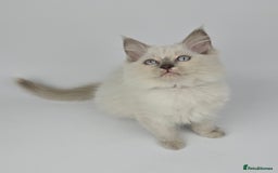 Ragdoll cats for sale: 🤍 STUNNING GCCF REGISTERED RAGDOLL KITTENS 🤍🤍 - Image 8
