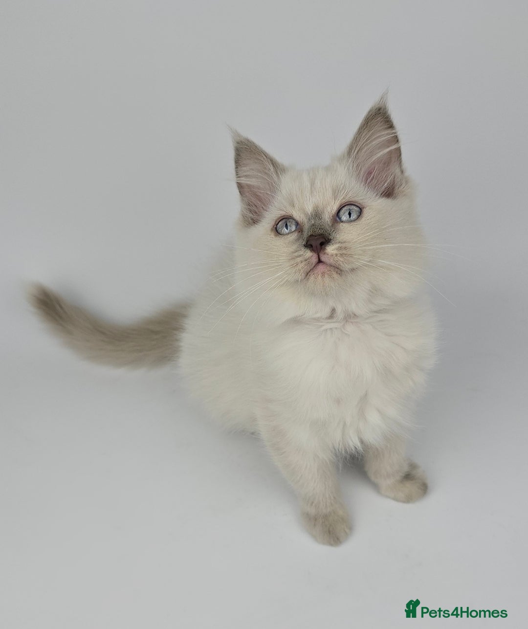 Ragdoll cats for sale: 🤍 STUNNING GCCF REGISTERED RAGDOLL KITTENS 🤍🤍 - Image 8