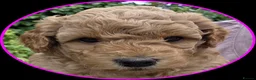 Miniature Poodle dogs for sale: Adorable Miniature Poodle Puppies - Advert 9