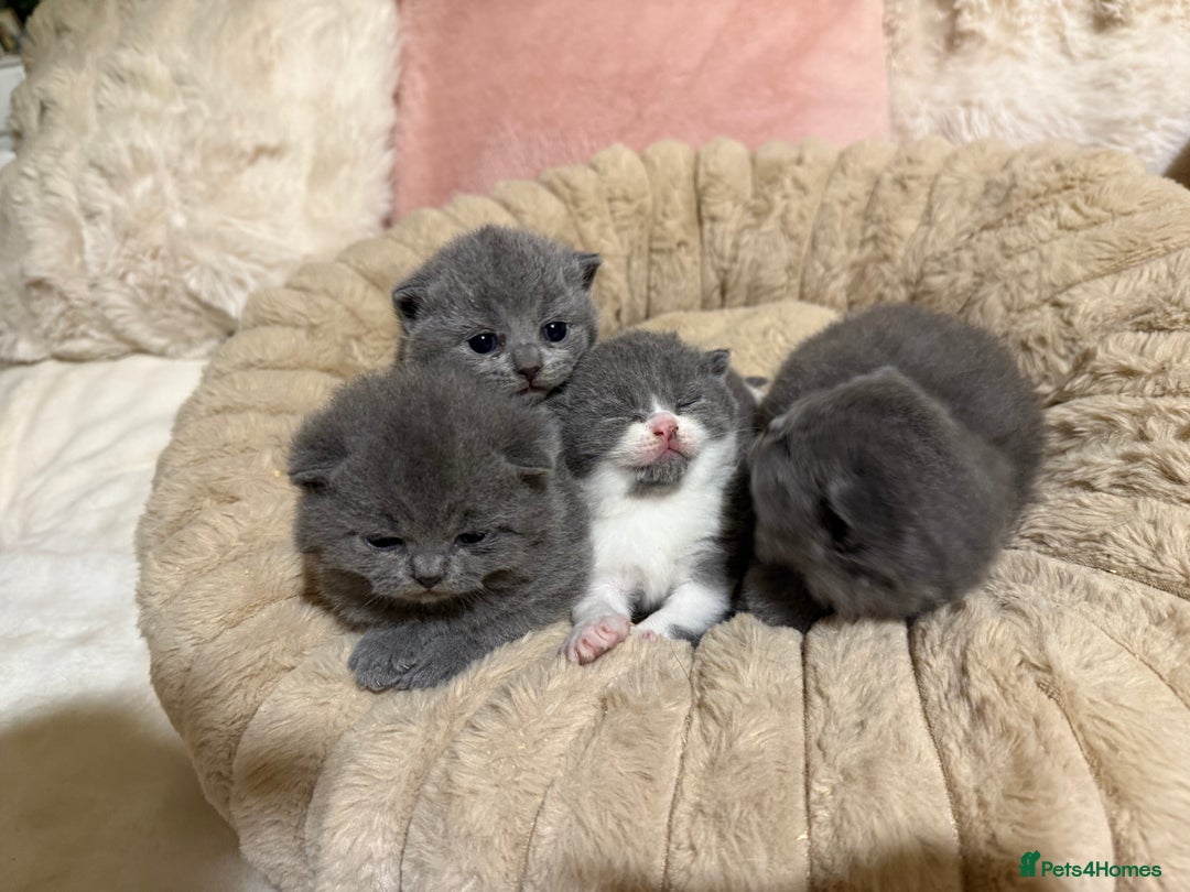 British Shorthair cats for sale: Pure British Shorthair kittens Champion line🥇😻🏆 - Advert 2