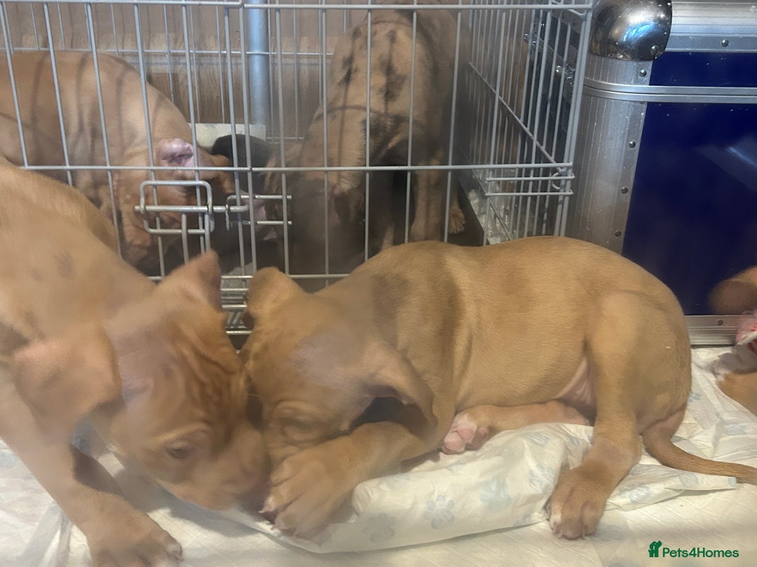 Mastiff dogs for sale: Mastiff X Puppies Looking for Forever Homes - Image 2