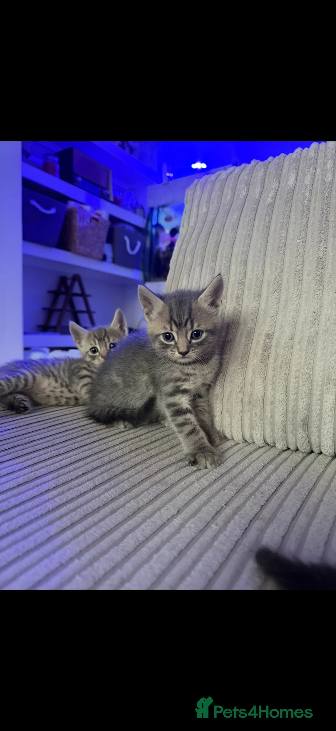 British Shorthair cats for sale: Beautiful kittens ready next week - Advert 2