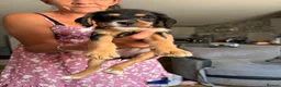 Mixed Breed dogs for sale: Last girl left Cavapoo X ready to leave now  - Advert 1
