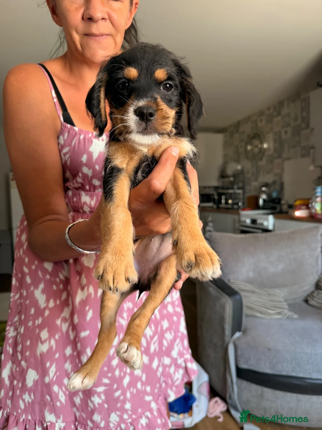 Mixed Breed dogs for sale: Last girl left Cavapoo X ready to leave now  - Advert 1
