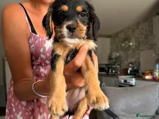 Mixed Breed dogs Last girl left Cavapoo X ready to leave now - Advert 2