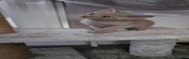 Sphynx 2