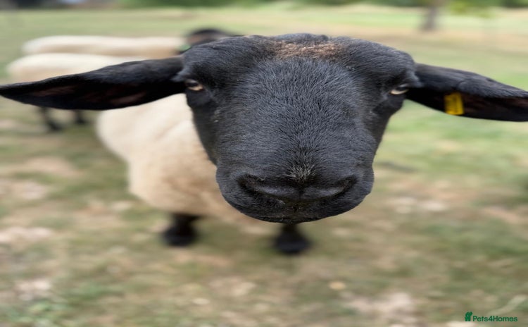 Sheep livestock - Advert 13