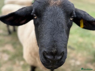 Sheep livestock - Advert 27