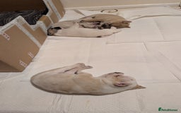 Mixed Breed dogs for sale: 3x Female French Bulldog X Chow Chow puppies.   - Advert 19