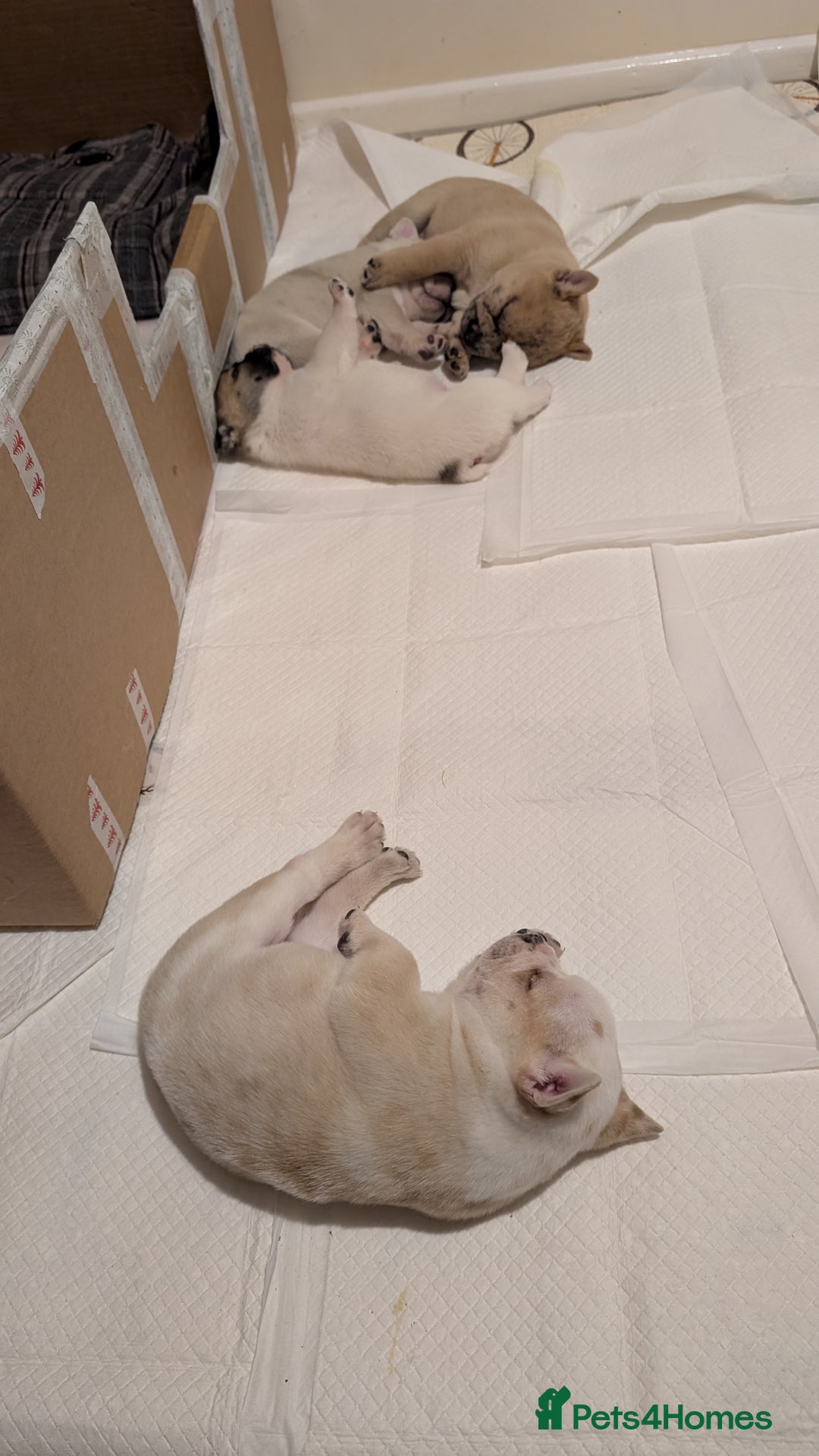 Mixed Breed dogs for sale: 3x Female French Bulldog X Chow Chow puppies.   - Advert 19