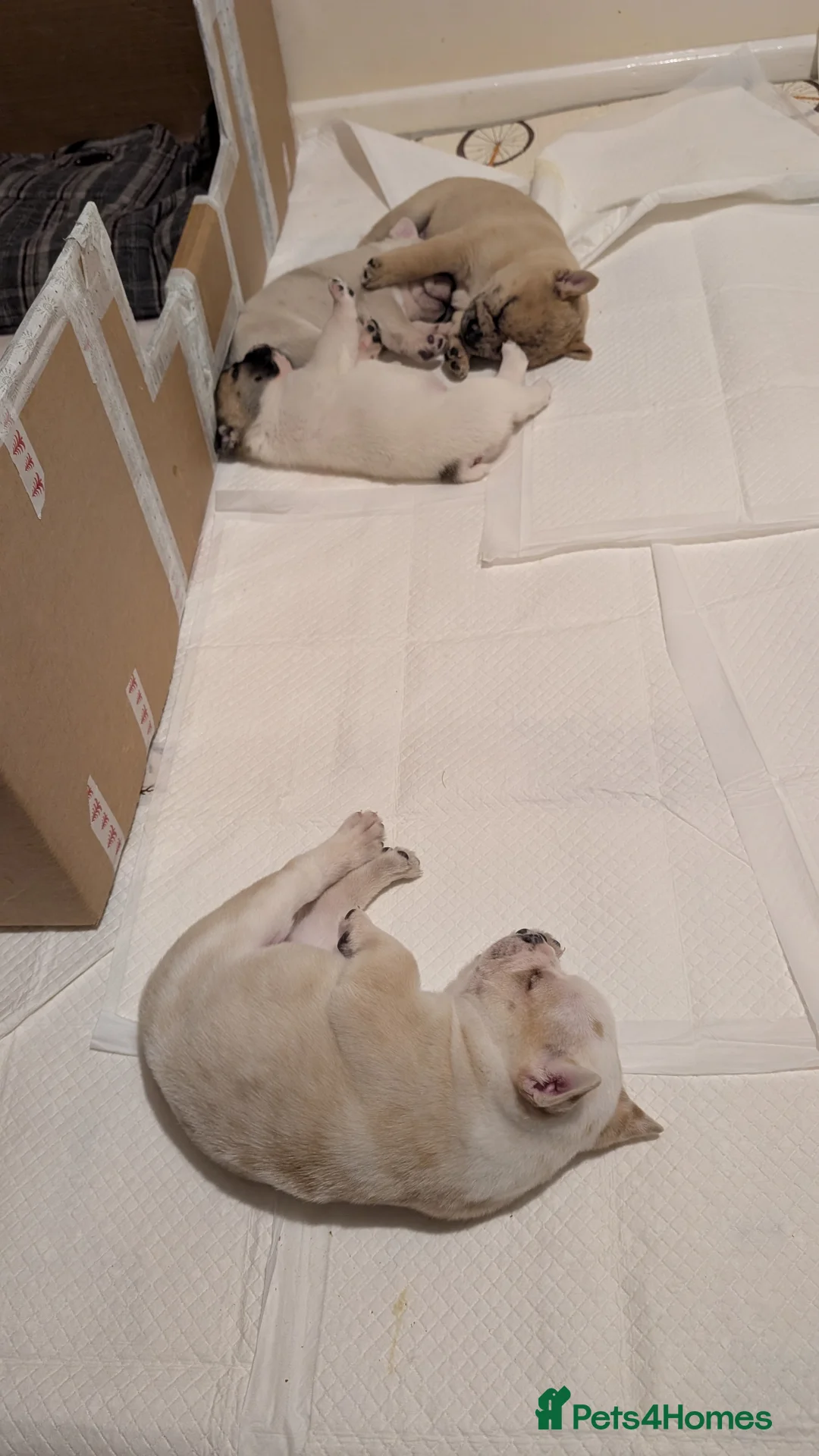 Mixed Breed dogs for sale: 3x Female French Bulldog X Chow Chow puppies.   - Advert 21