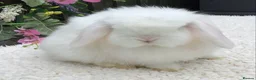 Mini Lop rabbits for sale: Mini lop buck - Advert 1