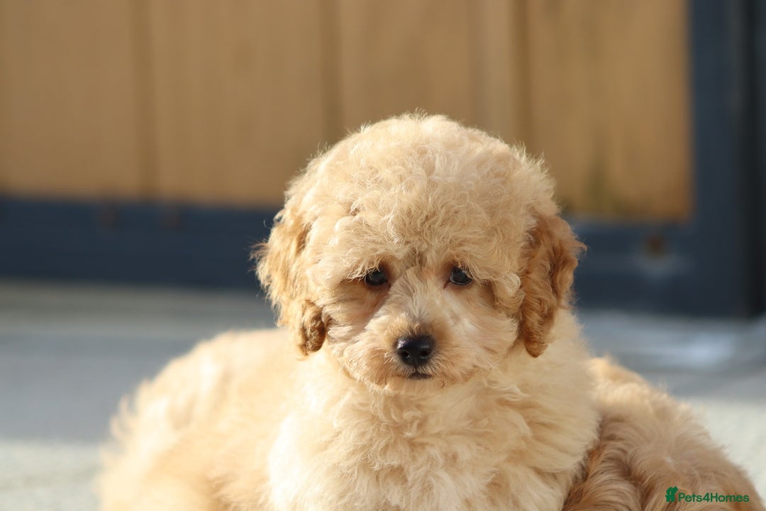 Cavapoo dogs for sale: F1 Cavapoo puppies for sale FULLY VACCINATED - Advert 8