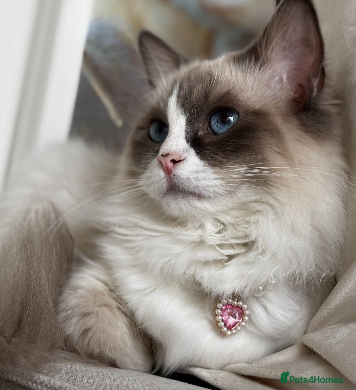 Ragdoll cats     Fluffy Ragdoll Kittens – Indoor Only 🧸 - Advert 1