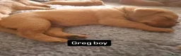 Labrador Retriever dogs for sale: Health Tested KC FoxRed Working Labrador Puppies  - Advert 9