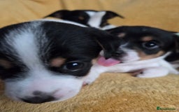 Jack Russell dogs for sale: Tricolour short legs Jack Russell  - Image 14