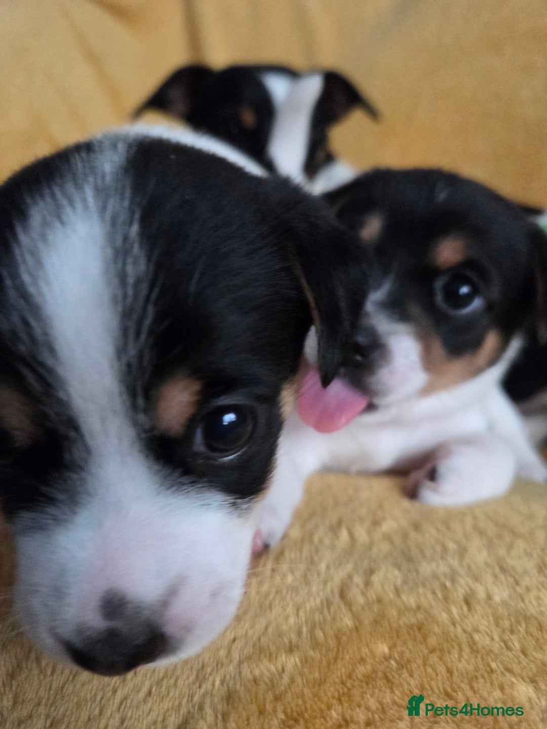 Jack Russell dogs for sale: Tricolour short legs Jack Russell  - Image 14