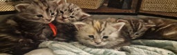 Maine Coon cats for sale: Pure Maine Coon Kittens - Advert 17