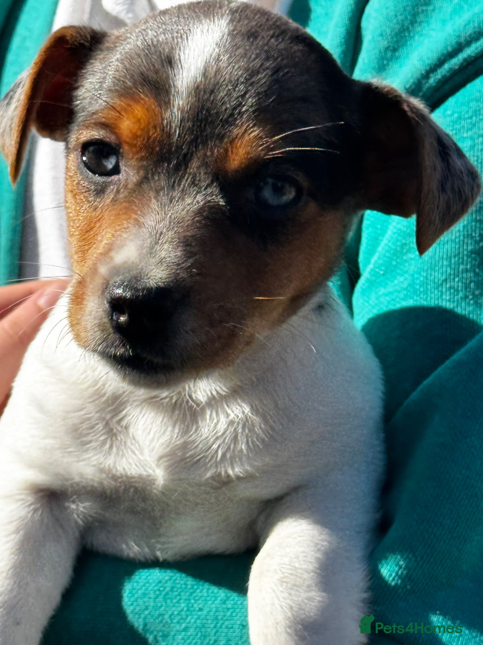 Jack Russell dogs ⭐️ mini Jack Russel puppies ⭐️ - Advert 1