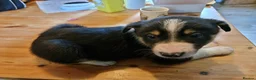 Border Collie dogs for sale: Beautiful Tri Coloured Collie Pups - Advert 7