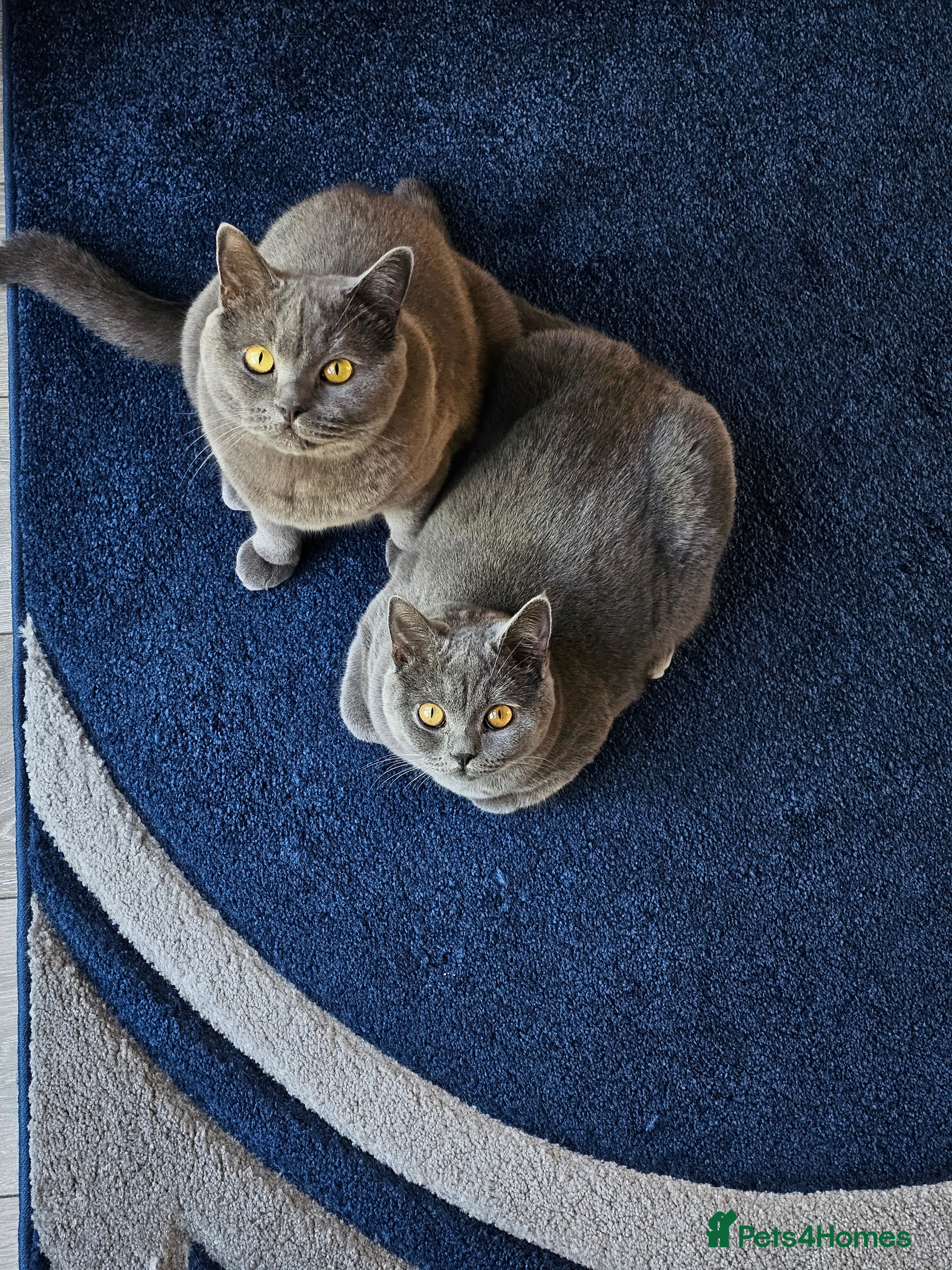 British Shorthair cats Beautiful BSH FEMALE FOR SLAE ❤️ - Advert 1