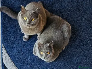 British Shorthair cats Beautiful BSH FEMALE FOR SLAE ❤️ - Advert 1