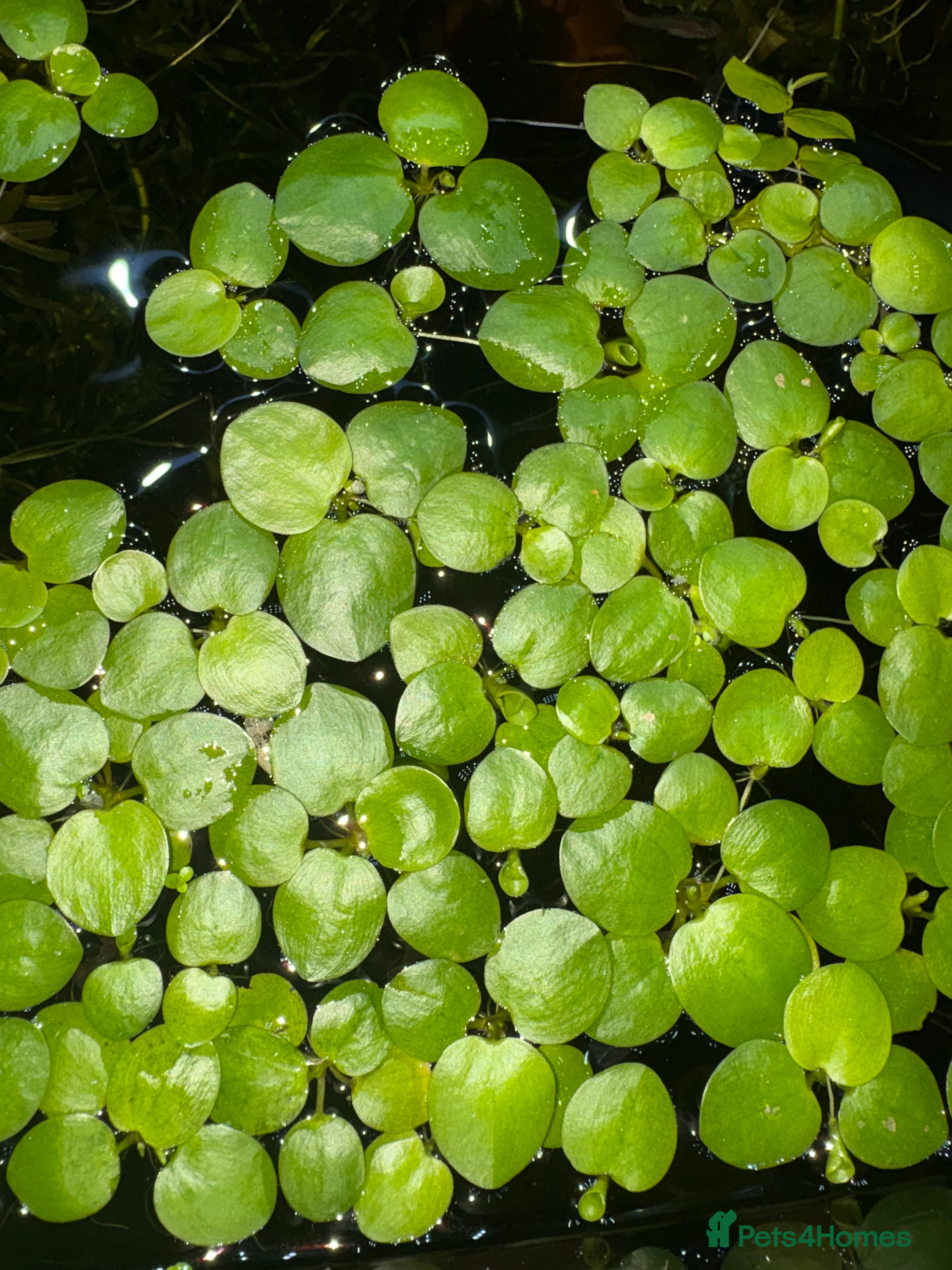 Live Bearers fish Aquatic plants for sale for aquarium/ pond   - Advert 7