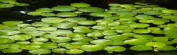 Live Bearers fish for sale: Aquatic plants for sale for aquarium/ pond   - Advert 1
