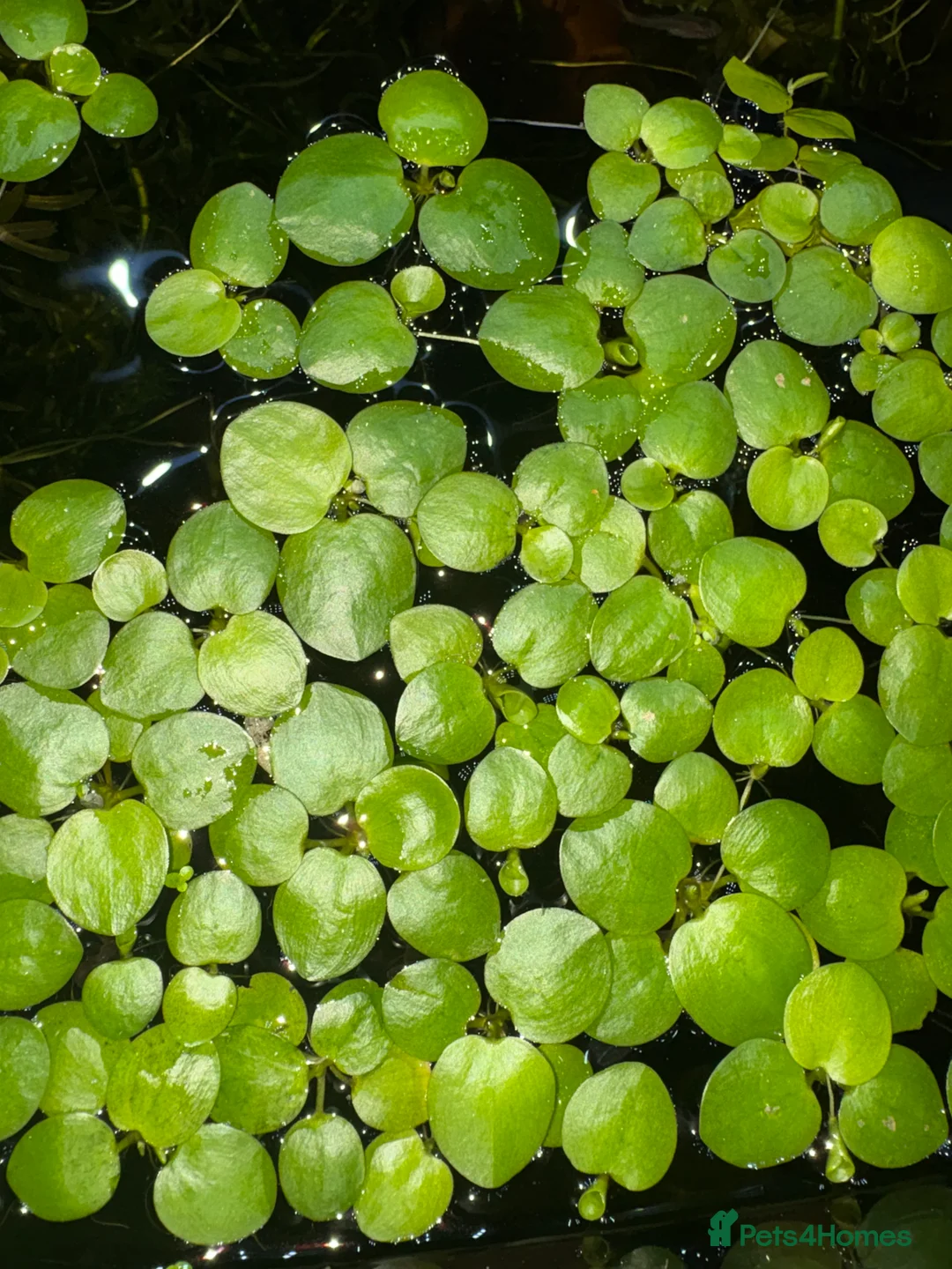 Live Bearers fish for sale: Aquatic plants for sale for aquarium/ pond   - Advert 1