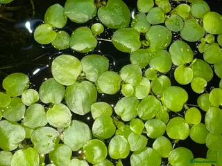 Live Bearers fish Aquatic plants for sale for aquarium/ pond - Advert 7