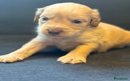 Cockapoo dogs for sale: Cockapoo F2 beautiful puppies  - Image 6
