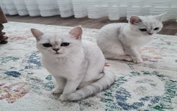 British Shorthair cats for sale: Scotish sorthair chinchilla  - Image 2