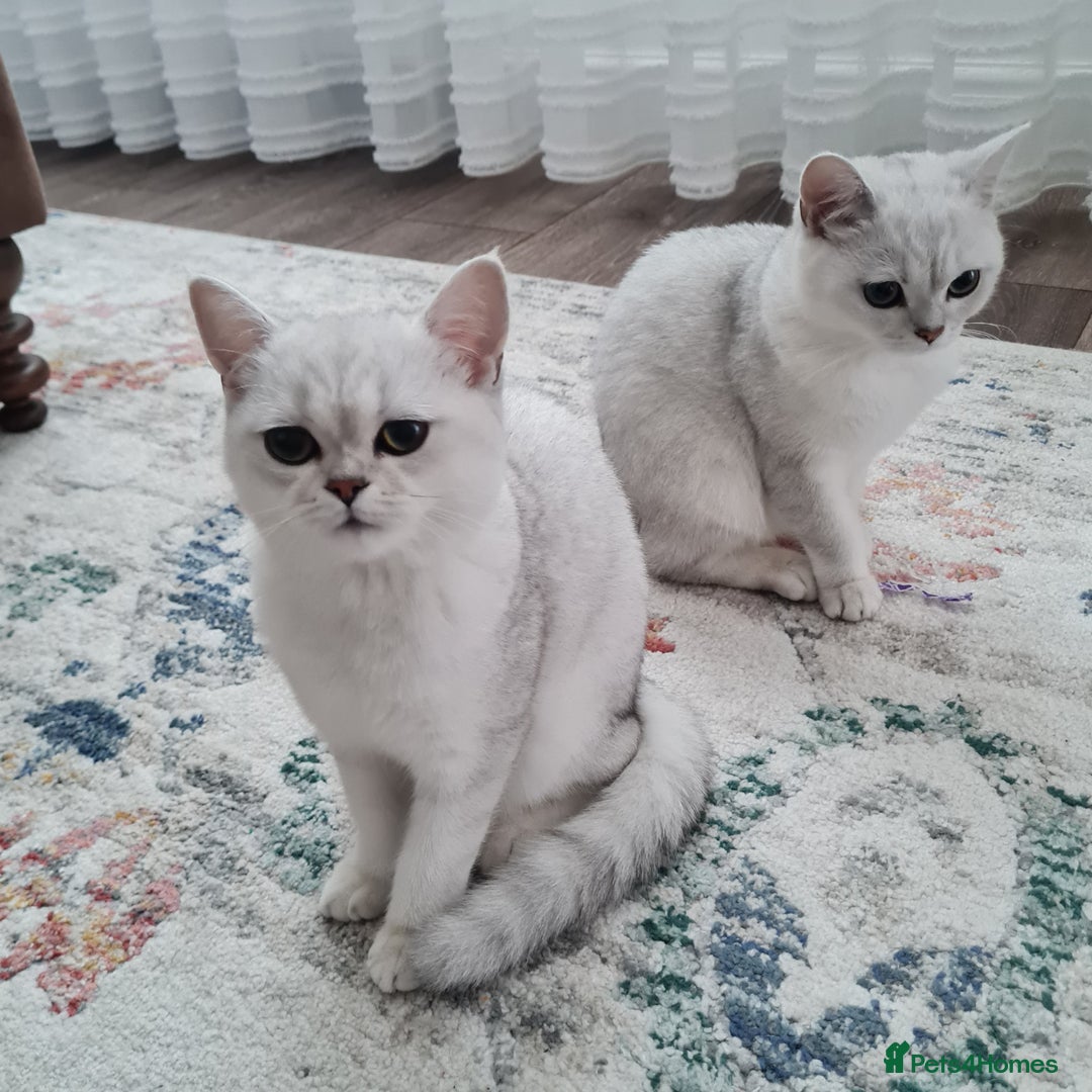 British Shorthair cats for sale: Scotish sorthair chinchilla  - Image 2