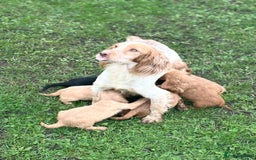 Cocker Spaniel dogs for sale: 7 gorgeous cocker spaniel puppies - Image 21