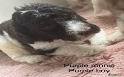 Labradoodle dogs for sale: Therapy breeder 5th gen miniature F1bbbb - Image 34